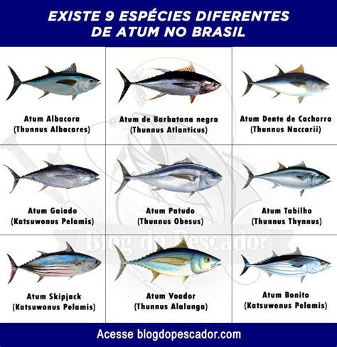 9 Tipos De Atum Características Informações E Muito Mais Peixes
