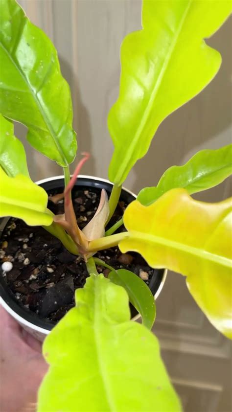 Манящий золотой крокодил 💚💛💚 - YouTube