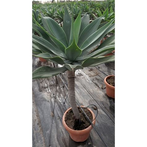 Agave Attenuata Palmiers Du Monde Taille Agave Attenuata 7 10 Litres