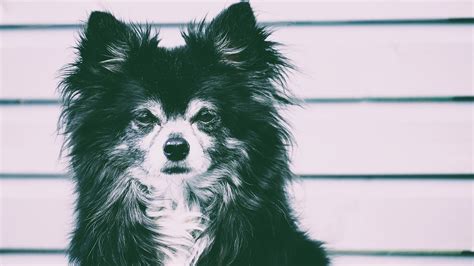Anjing Chihuahua Berambut Panjang Gambar Gratis Di Pixabay Pixabay