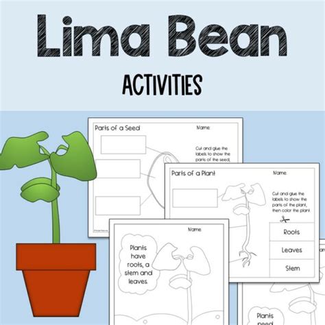 Lima Bean Plant Activities Coloring And Cut And Glue Labeling Made