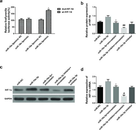 miR 19a 3p directly targets HIF 1α a Luciferase activity was