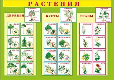 Деревья и кустарники картинки для детей
