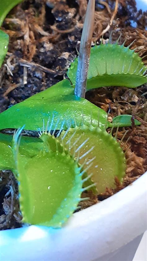 Мухоловка | Растения, Мухоловка