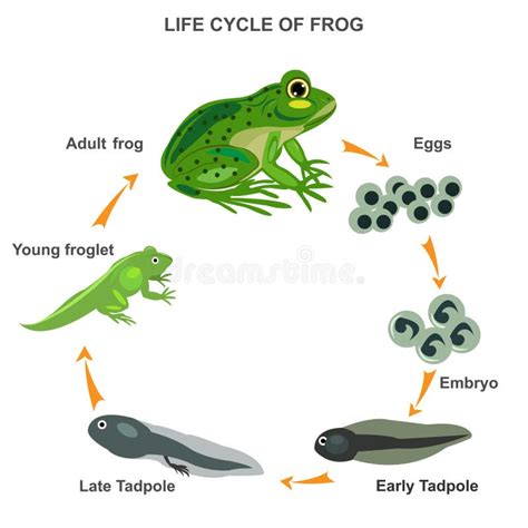 Ciclo De Vida Da Ilustra O Do Vetor De Sapos Ilustra O Do Vetor