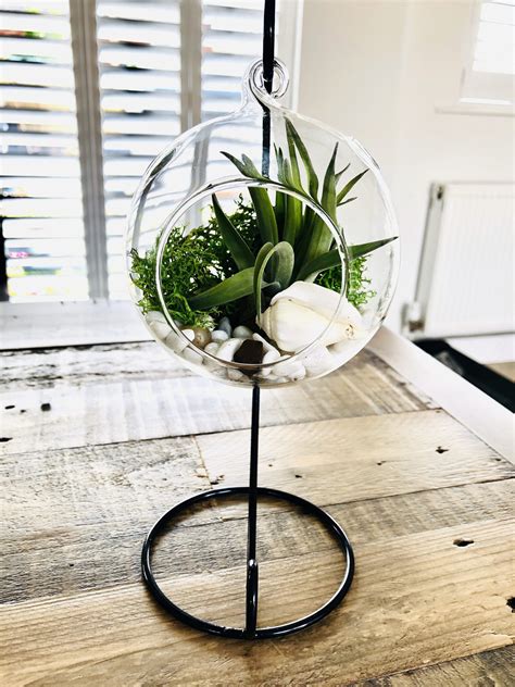 Diy Terrarium Air Plant Kit, Glass With A Stand. Air in Terrarium