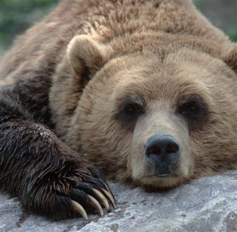 Kanada: Beim Besuch der Grizzlys kann Parfüm gefährlich sein - WELT