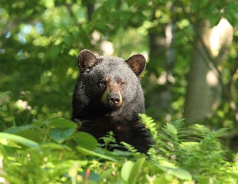 A ‘Bearly’ Believable Tale: “Sarah Whitcher’s Story” Inspires NH Kids