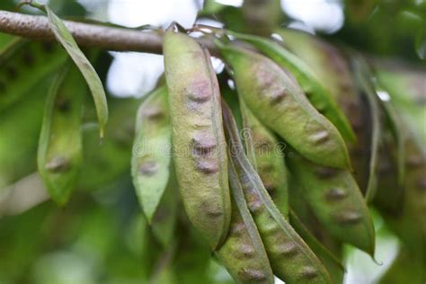 Chinese Redbud Flowers And Fruits Stock Photo Image Of Background