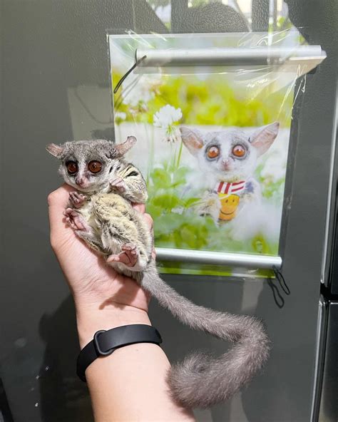 Buy Bush Baby Female - primatepets.com