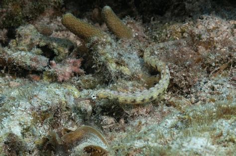 dragonface pipefish royalty  images stock  pictures