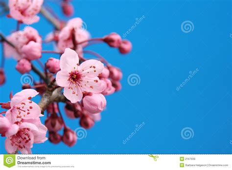Cherry blossom stock image. Image of akebono, petals, april - 2167939