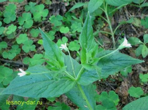 Звездчатки | Лесная кладовая