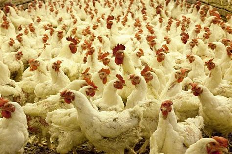 Новую птицефабрику откроют в Костанайской области