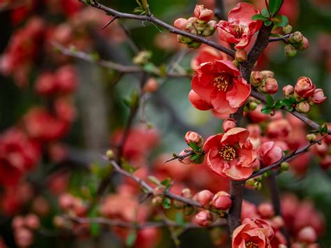 ボケの花言葉は？怖い・縁起悪いって本当？｜名前の由来 ｜ 花言葉・誕生花｜HanaPrime（ハナプライム）