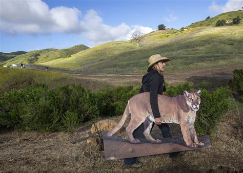 Stunning photos of L.A.'s celebrity mountain lion P-22 - Los Angeles Times