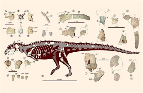 Spesies Dinosaurus Baru Adalah Fosil Seukuran Kucing Domestik