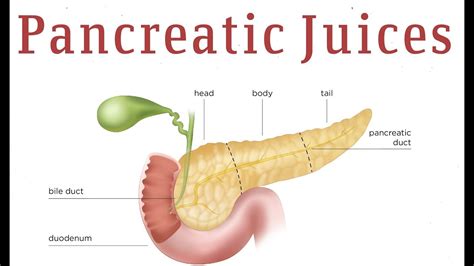 Pancreatic Juice | Hot Sex Picture