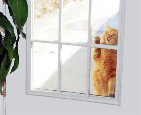Keeping Cats From Scratching Doors Thriftyfun