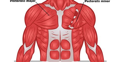 Chest Muscle Anatomy Diagram 2 Schematic Of The Chest Wall | Images and ...