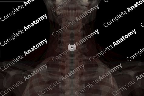 Cricothyroid Membrane | Complete Anatomy