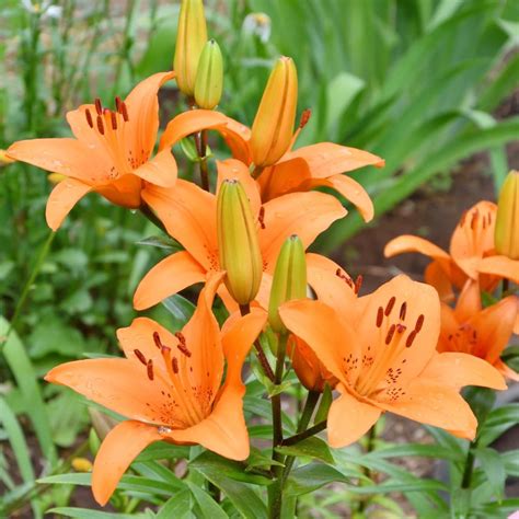 Tresor LA Hybrid Lily Bulbs for Sale - GrowJoy