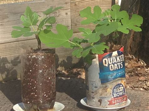 Propagating Fig Cuttings - Page 4 - General Fruit Growing - Growing Fruit