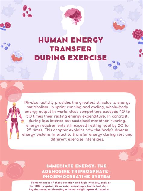 Human Energy Transfer During Exercise | PDF