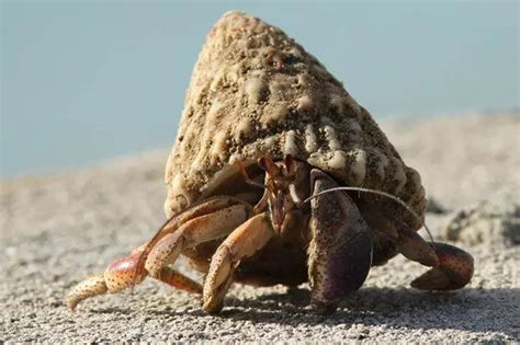 Hermit Crabs Animals Time