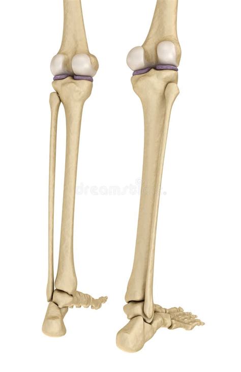 Anatomia Do Joelho Isolado No Branco Ilustração Stock Ilustração De