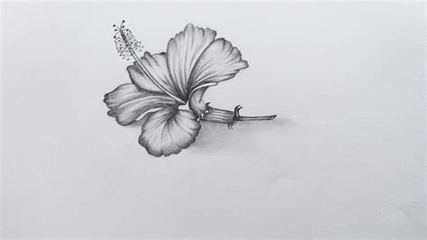 Pencil Hibiscus Flower Sketch