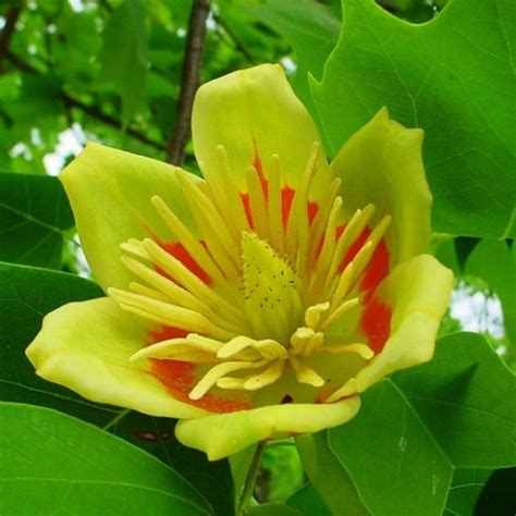 Тюльпановое дерево 🌹 - купить саженцы в Украине | FLORIUM.UA