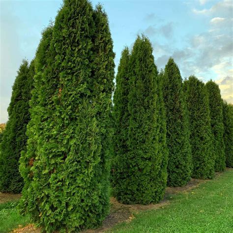 Купить Туя западная - Туя - GardenPlants
