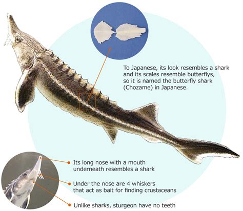 sturgeon characteristics sturgeon caviar fish fujikin incorporated
