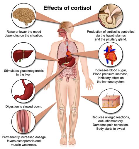 CORTISOL: NOT AS BAD AS YOU MIGHT THINK – VirtusMindSet