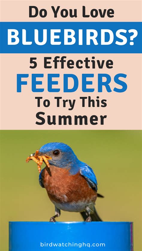 Download feeding bluebirds mealworms - isvil