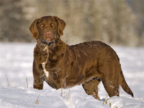 The Chesapeake Bay Retriever A Versatile And Loyal Canine Companion