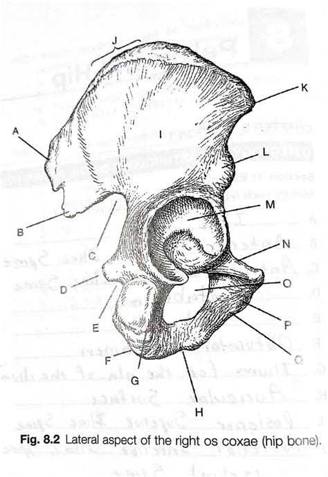 Lateral Aspect Of The Right OS Coxae HIP BONE Diagram Diagram Quizlet