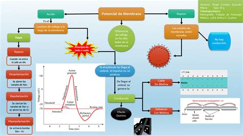 Fisiología Básica Potencial De Membrana