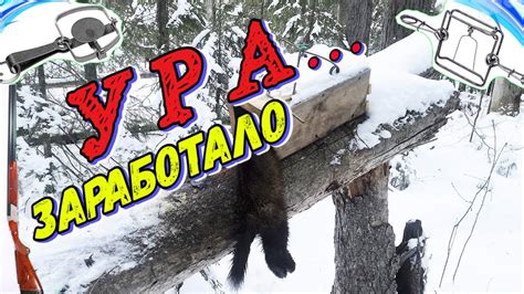Охота На Соболя | Капканы: СУАС в Первые Сработал - YouTube