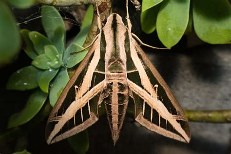 Banded Sphinx Moth Identification Life Cycle Facts And Pictures