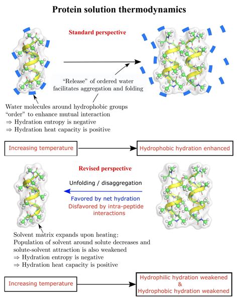 Folding Proteins Feel The Heat And Cold Rice News News And Media