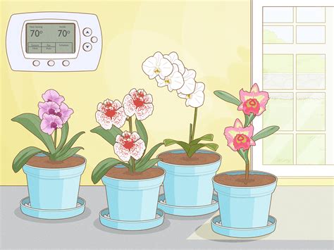 how to grow orchids in the home