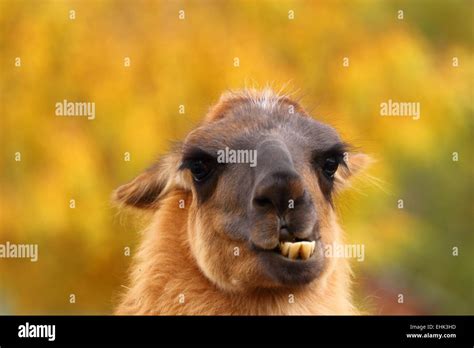 Funny Spitting Llama Portrait Shoving Its Teeth Over Autumn Background