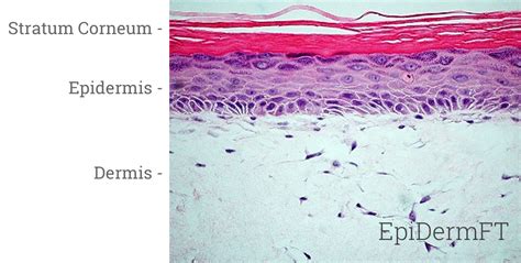 Epidermft In Vitro D Tissue Mattek Life Sciences