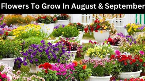 flowers  grow  august  september flowers  plant  august