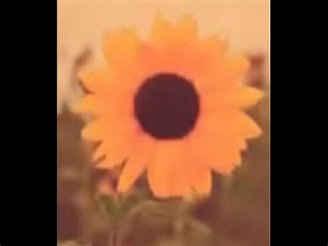 Perrita Cantando Semi Desnuda XVIDEOS