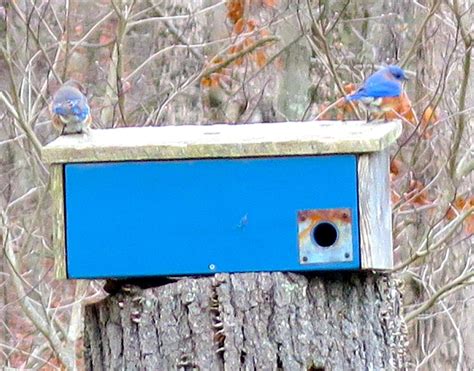 How to Build a Winter Roosting Box: DIY Barn Wood Project for the Birds