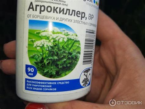 Гербицид от борщевика: описания топ-10 средств и правила обработки