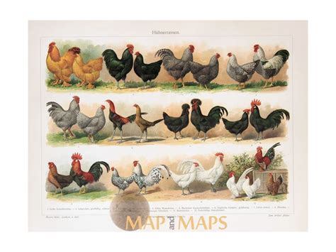 Chicken Breeds Antique Print Phasianidae Mapandmaps